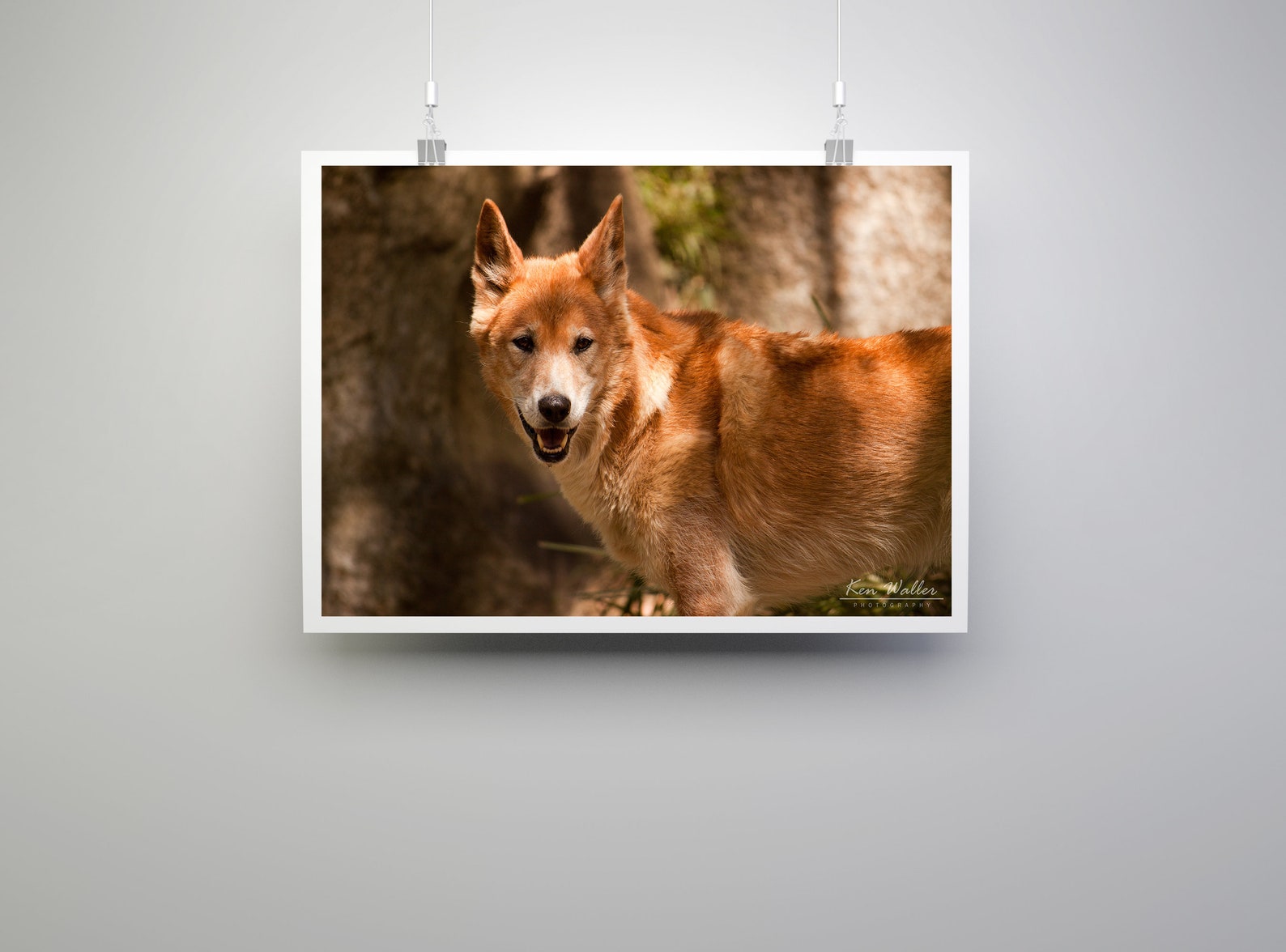 Australian Dingo Digital Photo Fine Art Print, Dingo Wall Art, Dingo ...