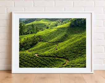 May include: A framed landscape photograph depicting vibrant green tea plantations covering rolling hills. The scene features terraced rows of tea bushes following the contours of the terrain, with a narrow dirt path winding through the lush vegetation.