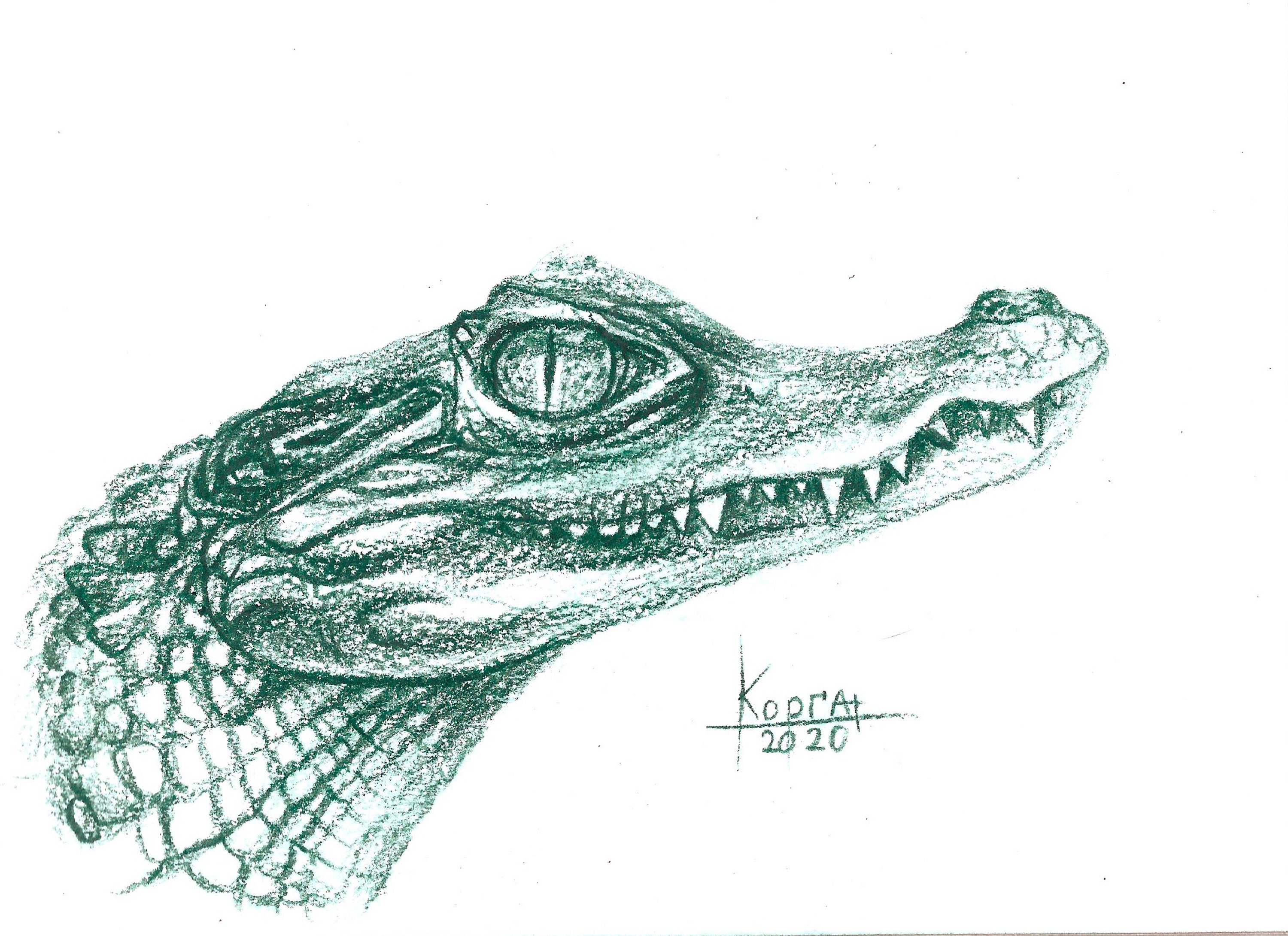 Crocodile in Water Pencil Sketch