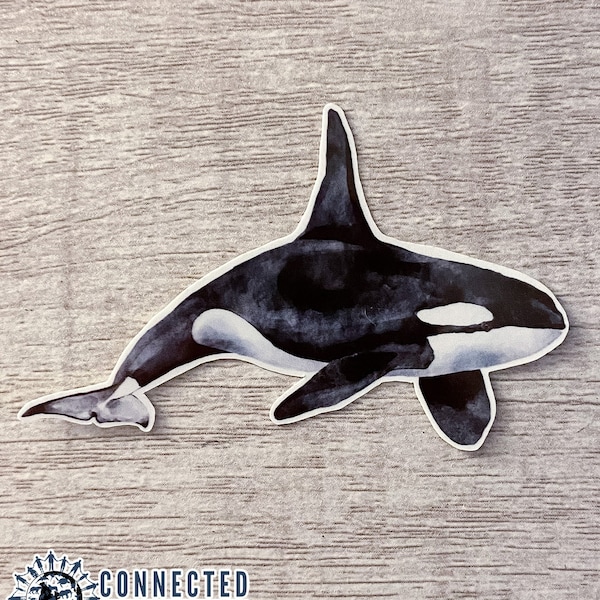 Orca Sticker | Ocean Wildlife Conservation Decal | Marine Biology Gift | Water Bottle Sticker | Save The Orcas | Killer Whale Laptop Sticker