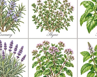 Botanical Herb Set 1 -Herb Ceramic Tile, Botanical Kitchen Backsplash, Rosemary Basil Lavender Thyme Oregano Mint, Cottage Kitchen Decor