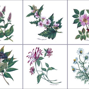 1921 - Tea Herbs 6 pc Set  Accent Tile ,Decorative tile, Herb tile, Gloss white 6"  or 4.25" tile