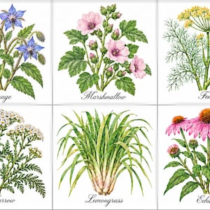 May include: A grid of six botanical illustrations featuring Borage with blue flowers, Marshmallow with pink flowers, yellow Fennel, white Yarrow, green Lemongrass, and pink Echinacea. Each plant is labeled with its name in black script text.
