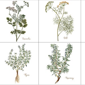 1602 -8 pc Herb Deco Set -Bright White Gloss  6"x6" - Herbs, Basil, Rosemary, Thyme, Sage, Kitchen backsplash decorative tiles,