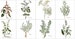 1602 -8 pc Herb Deco Set/or piece - Bright White, White or Biscuit gloss - matte   8'x8' 6'x6' or 4.25'x4.25'- Herbs Tile Patterns, Herb Set 