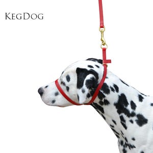 May include: A red leather dog halter and leash set on a Dalmatian dog. The halter is around the dog's snout and neck, connected to a leash with a gold-colored clasp. The dog has black spots on a white coat. The text "KEGDOG" is in the upper left corner.