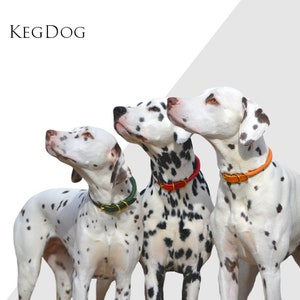 May include: Three Dalmatian dogs wearing different colored leather collars. The collars are green, red, and orange.