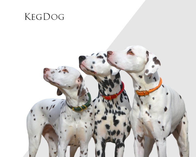 May include: Three Dalmatian dogs wearing different colored leather collars. The collars are green, red, and orange.