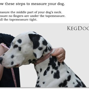 May include: A Dalmatian dog is being measured around the neck with a pink tape measure. The text "KEGDOG" is visible in the upper right corner of the image. The instructions "Follow these steps to measure your dog." are visible at the top of the image.