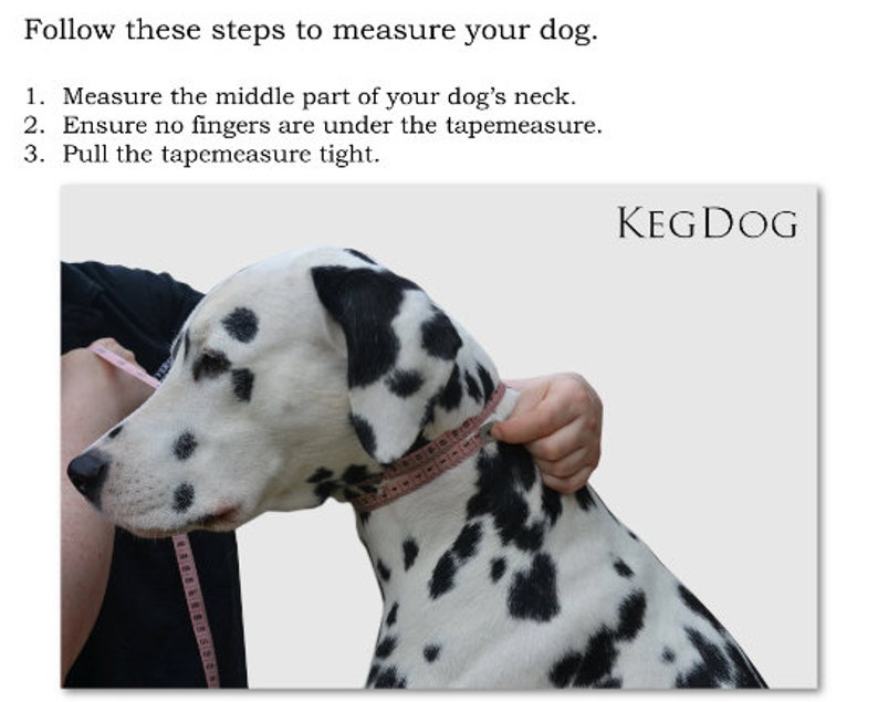 May include: A Dalmatian dog is being measured around the neck with a pink tape measure. The text "KEGDOG" is visible in the upper right corner of the image. The instructions "Follow these steps to measure your dog." are visible at the top of the image.