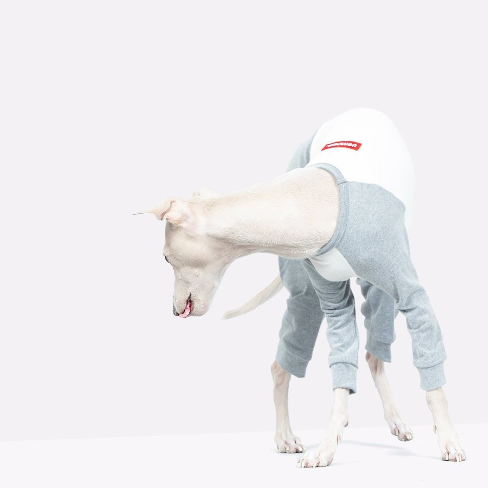 vemvem® ballet: slim heat neckless - raglan grey for italian greyhound vemvem® ballet: slim heat neckless - raglan grey for italian greyhound