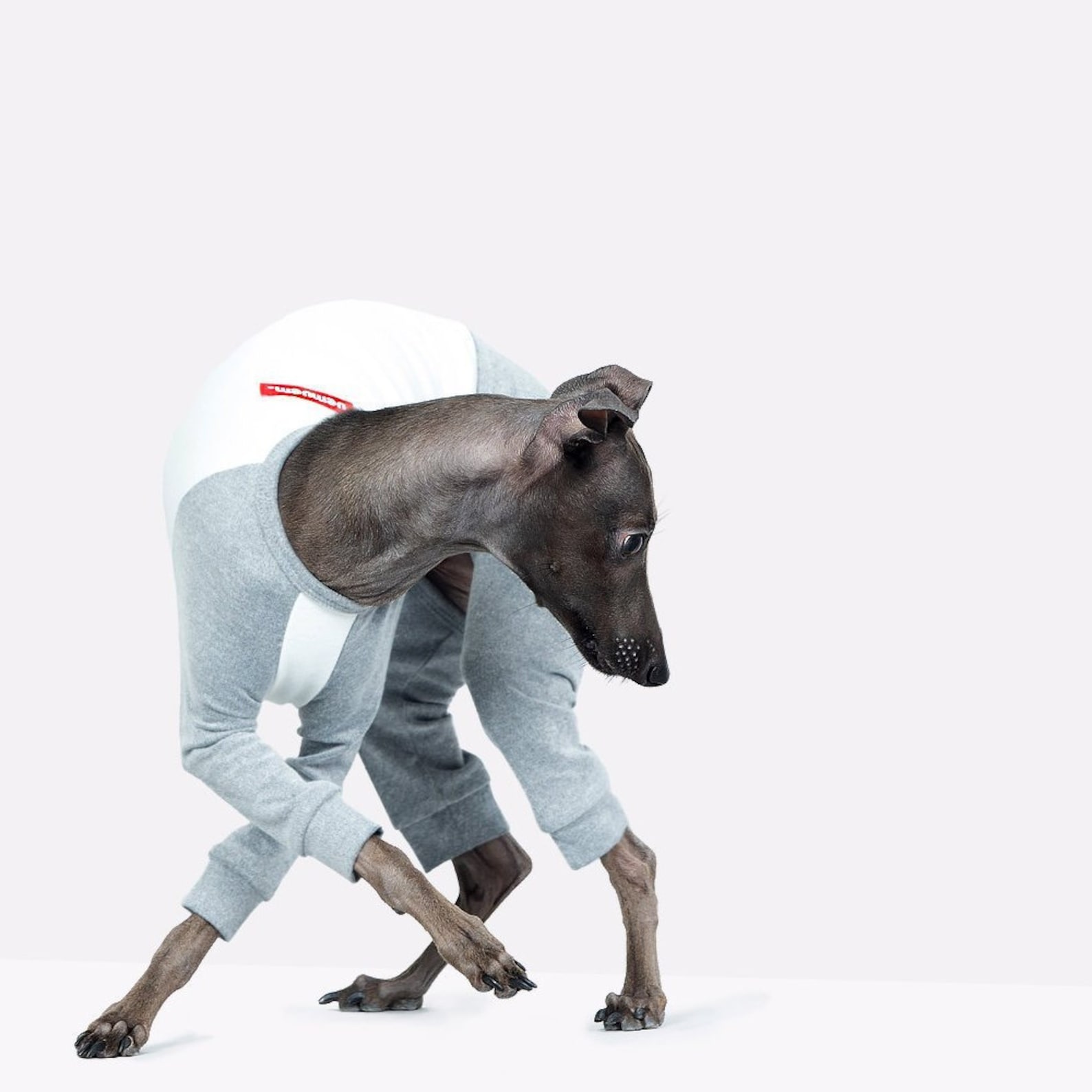 vemvem® ballet: slim heat neckless - raglan grey for italian greyhound vemvem® ballet: slim heat neckless - raglan grey for italian greyhound