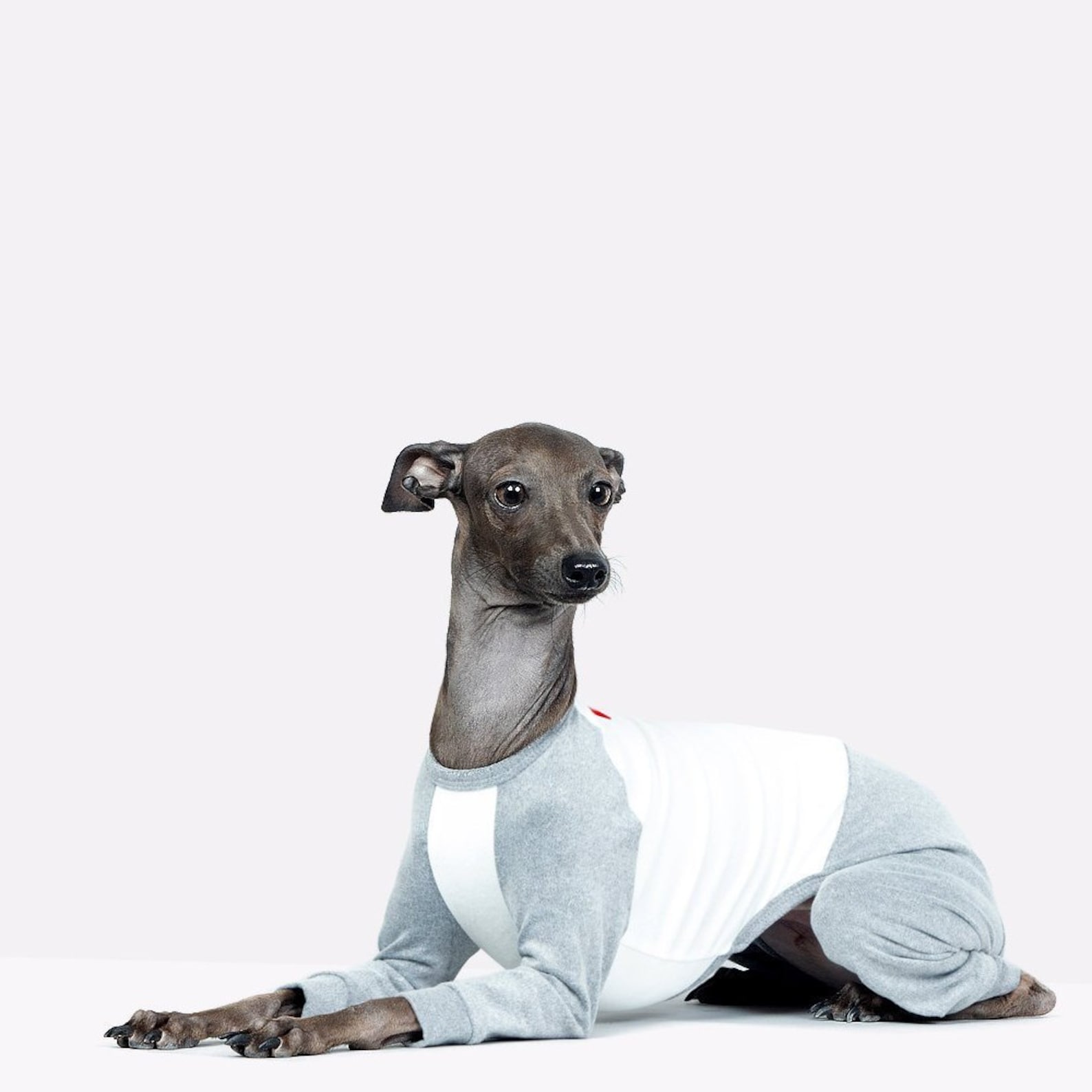 vemvem® ballet: slim heat neckless - raglan grey for italian greyhound vemvem® ballet: slim heat neckless - raglan grey for italian greyhound