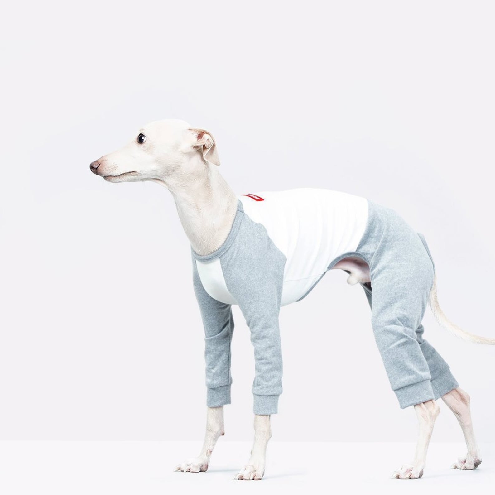 vemvem® ballet: slim heat neckless - raglan grey for italian greyhound vemvem® ballet: slim heat neckless - raglan grey for italian greyhound