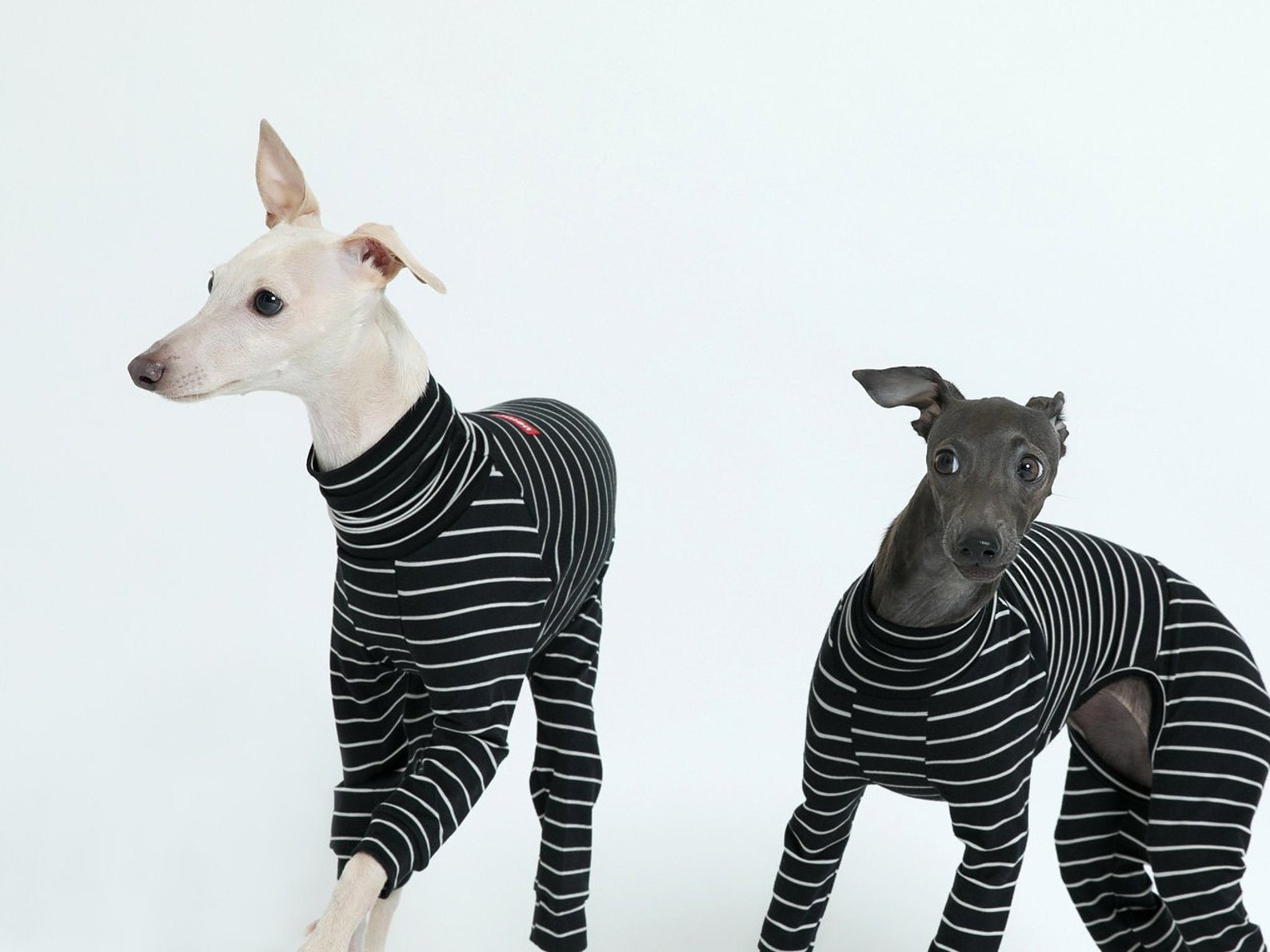 vemvem® ballet: slim heat - stripe - black for italian greyhound