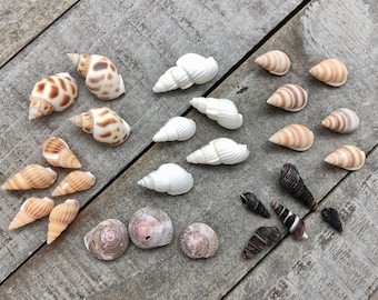 Mixed Shells, lot of 27 random tiny shells