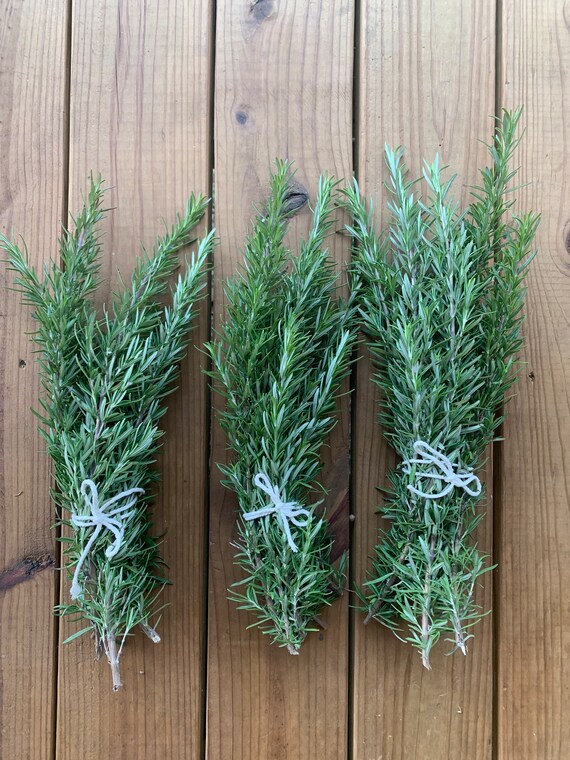 Rosemary Bundle LIMITED Time Fresh Cut Rosemary Bundle 8 Etsy