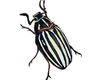 Ten - Lined June Bug (Polyphylla decemlineata) Print