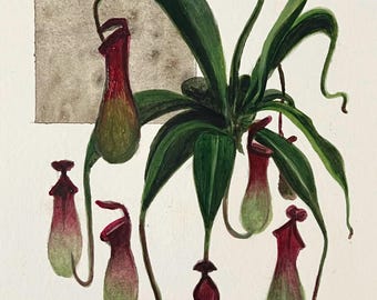 Pitcher Plant Print