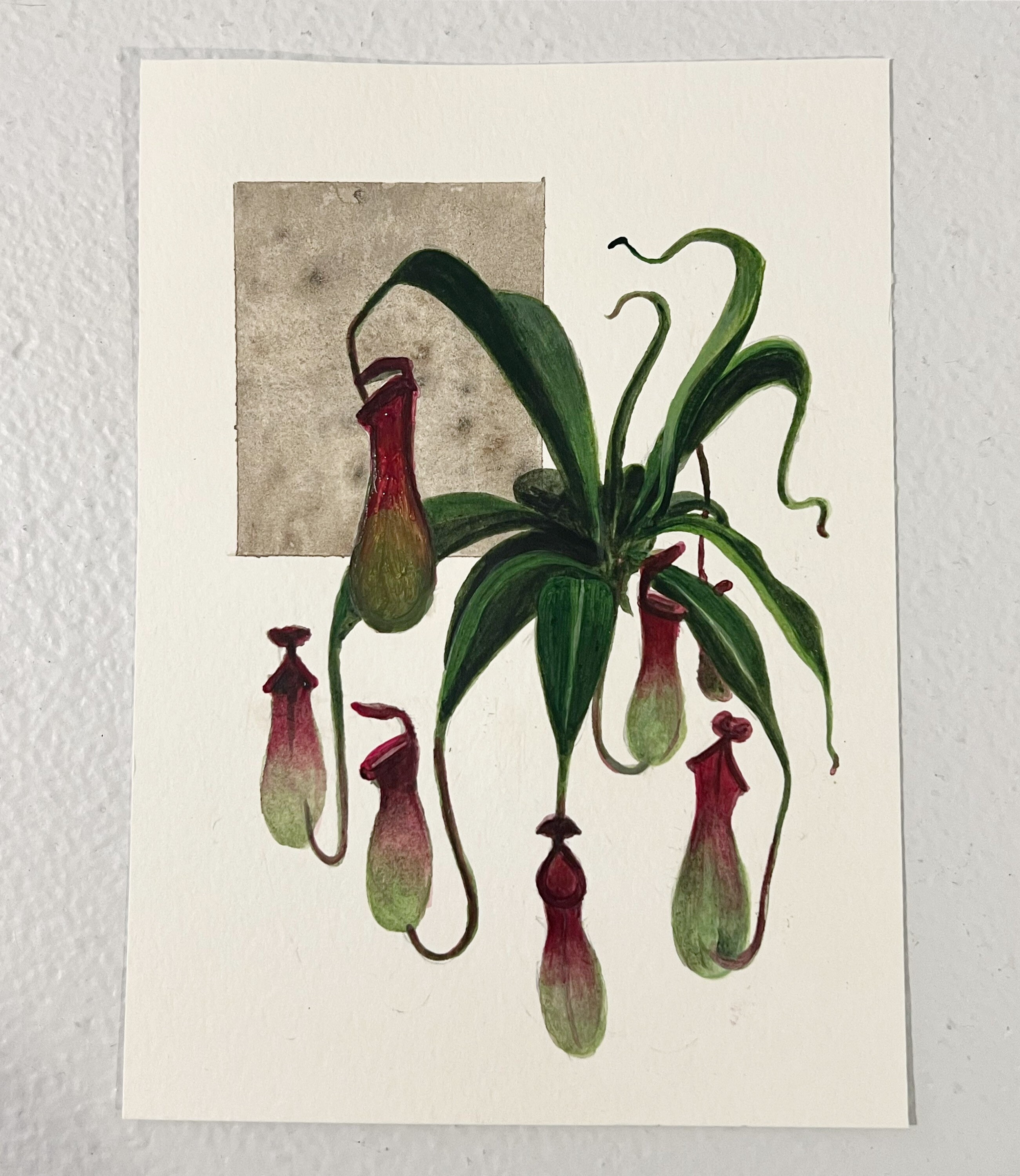 Pitcher Plant, Mid Century Botanical full color block print with 18x24 –  New South Pattern House