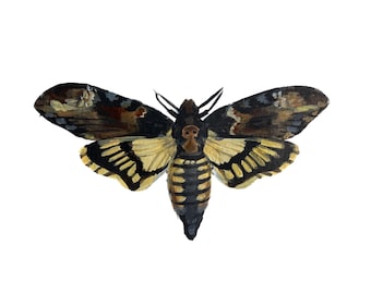 Death’s Head Hawk Moth (Acherontia lachesis) print