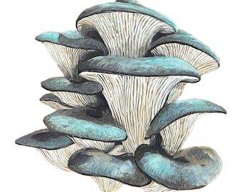 Blue Oyster Mushroom (Pleurotus ostreatus) Print