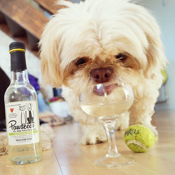 posh pooches walking dog