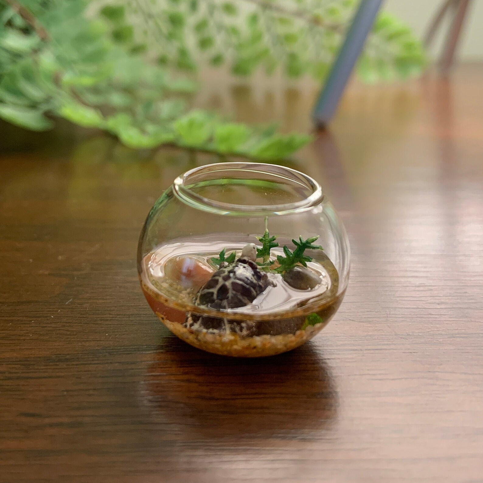 Miniature Turtle Bowl Miniature Fish Bowl | Etsy