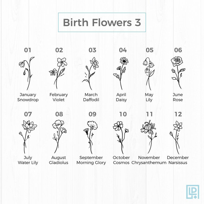 May include: A black and white illustration of birth flowers for each month of the year. The flowers are drawn in a simple, minimalist style. January: Snowdrop, February: Violet, March: Daffodil, April: Daisy, May: Lily, June: Rose, July: Water Lily, August: Gladiolus, September: Morning Glory, October: Cosmos, November: Chrysanthemum, December: Narcissus.
