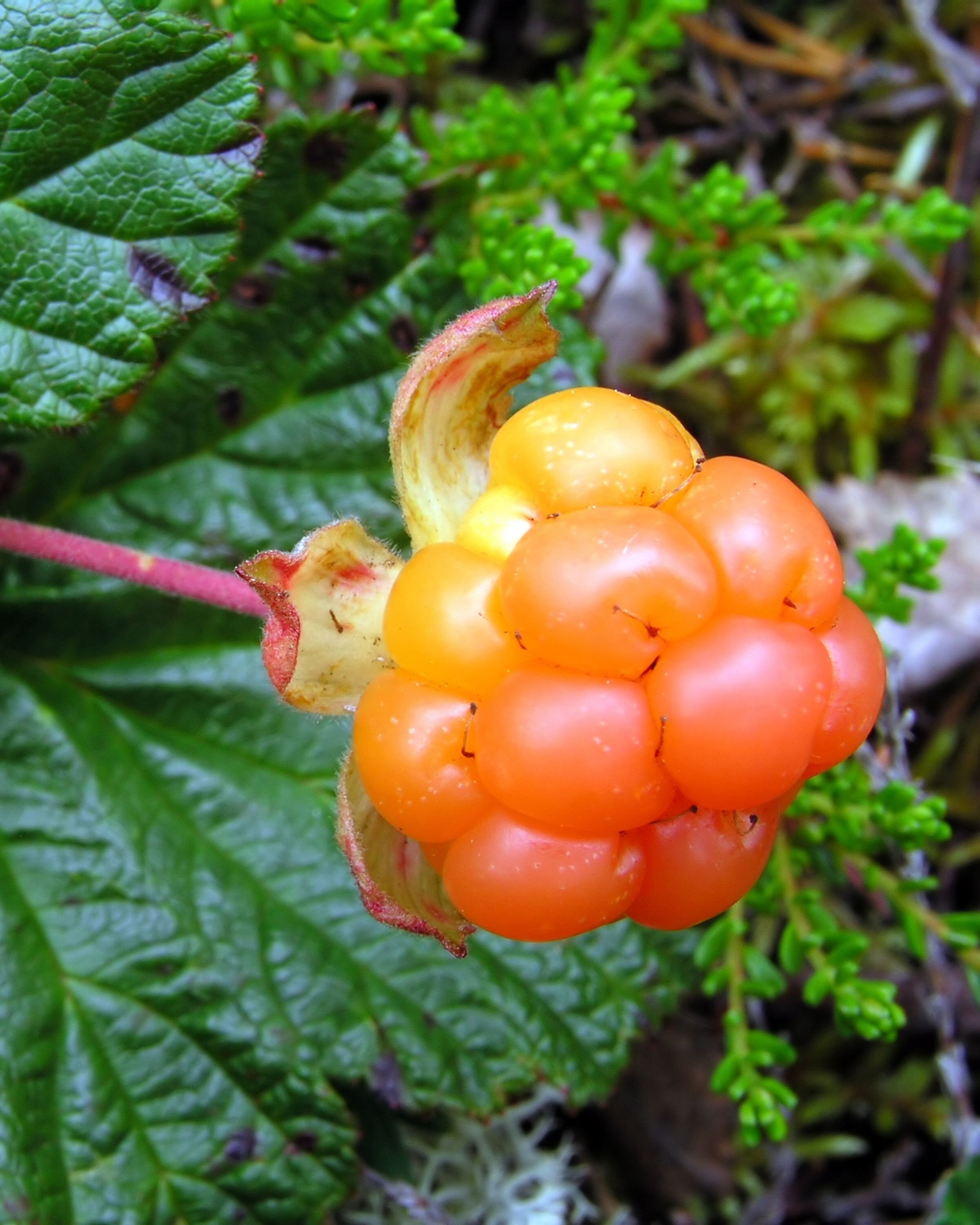 Pure Nordic Cloudberry Seed Oil Cloudberry Oil Cold Pressed Etsy
