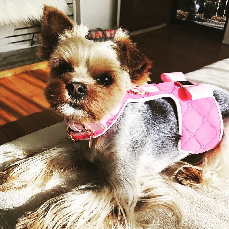 A small, brown and grey Yorkshire Terrier wearing a pink quilted dog harness with a white bow.