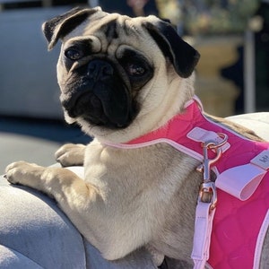 A pug dog wearing a pink quilted dog harness with a pink braided lead. The dog is sitting on a grey tufted sofa.
