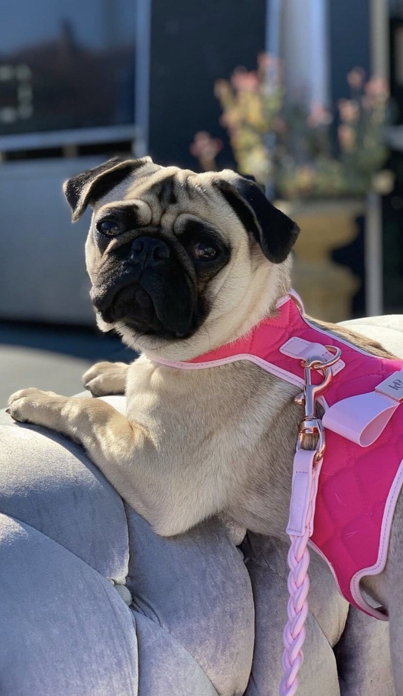 A pug dog wearing a pink quilted dog harness with a pink braided lead. The dog is sitting on a grey tufted sofa.