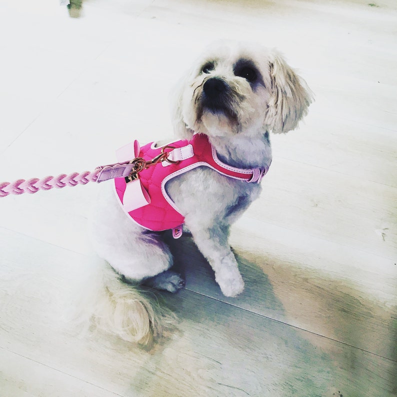 A small white dog wearing a pink quilted dog harness with a pink bow and a pink braided lead.
