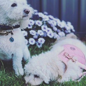 Two white fluffy dogs, one wearing a pink quilted harness, are in a grassy area with purple flowers in the background.