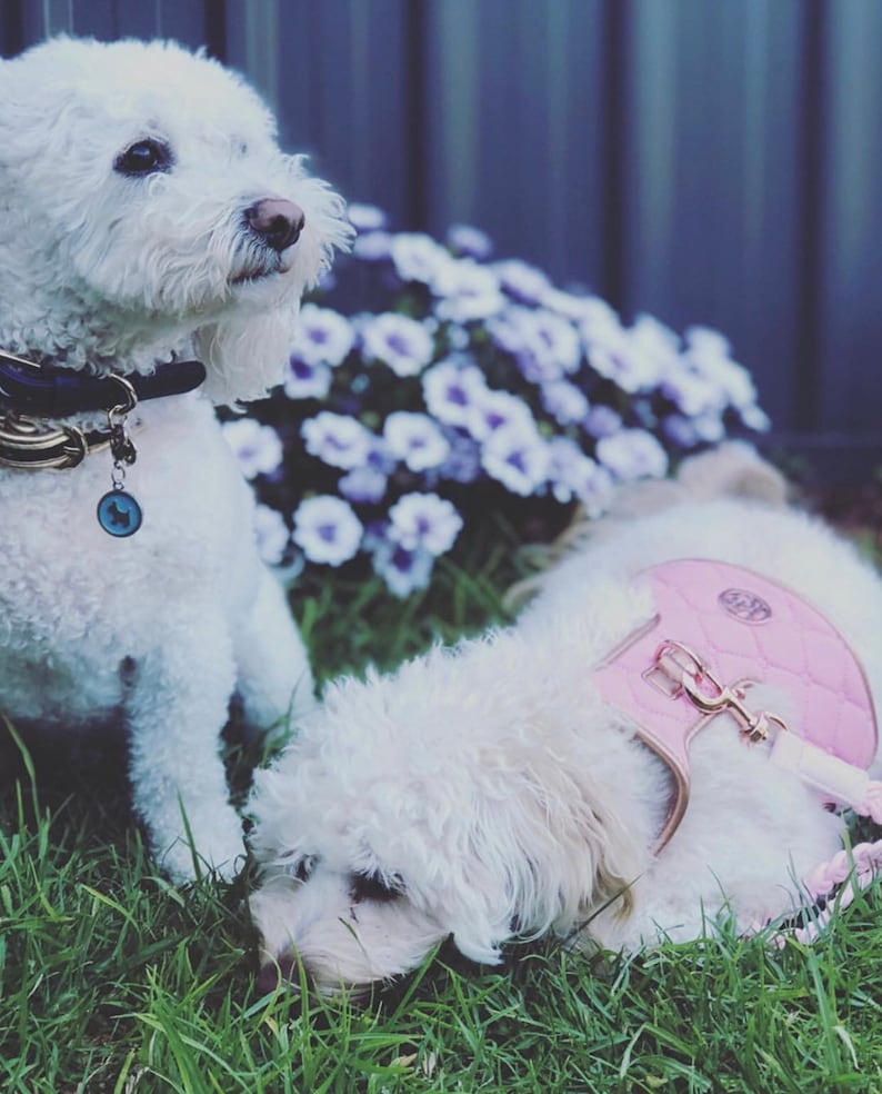 Two white fluffy dogs, one wearing a pink quilted harness, are in a grassy area with purple flowers in the background.