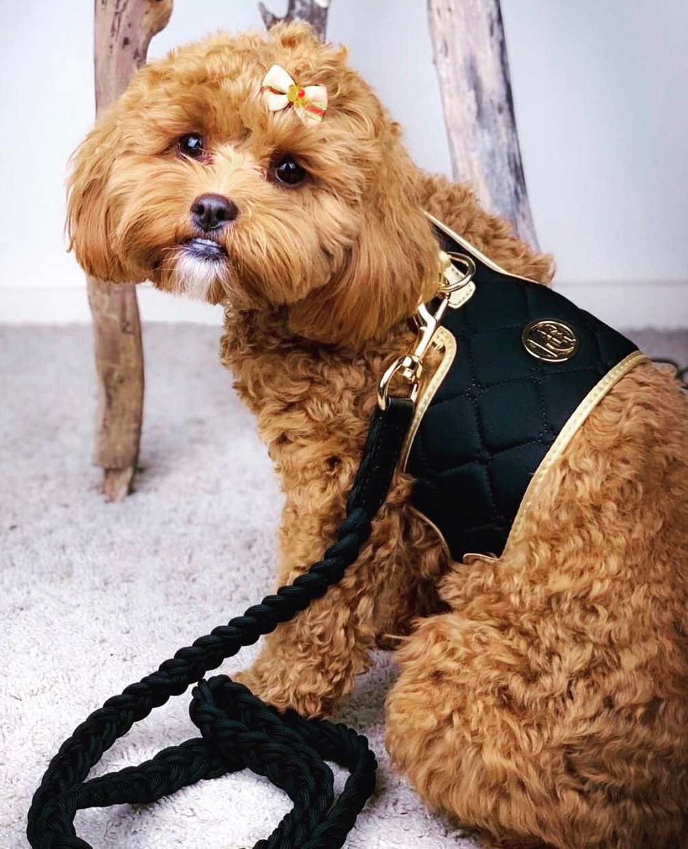 Coco chanel top dog collar