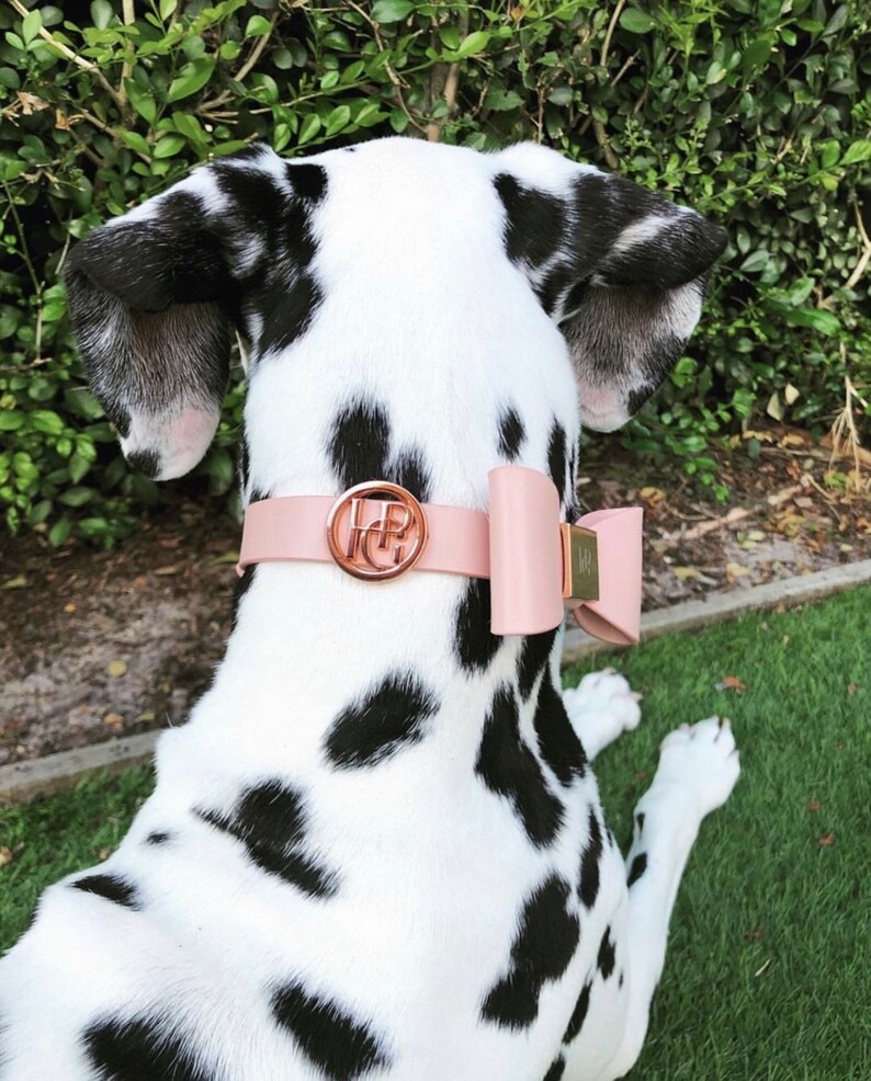 Dog Leather Bow Collar At Dusk
