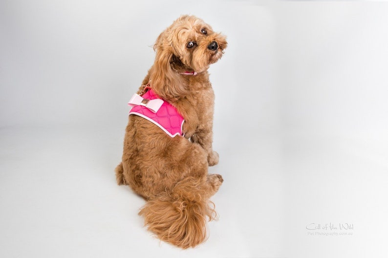 A small, brown and white dog wearing a pink quilted dog harness with a white bow. The harness has a gold chain detail.
