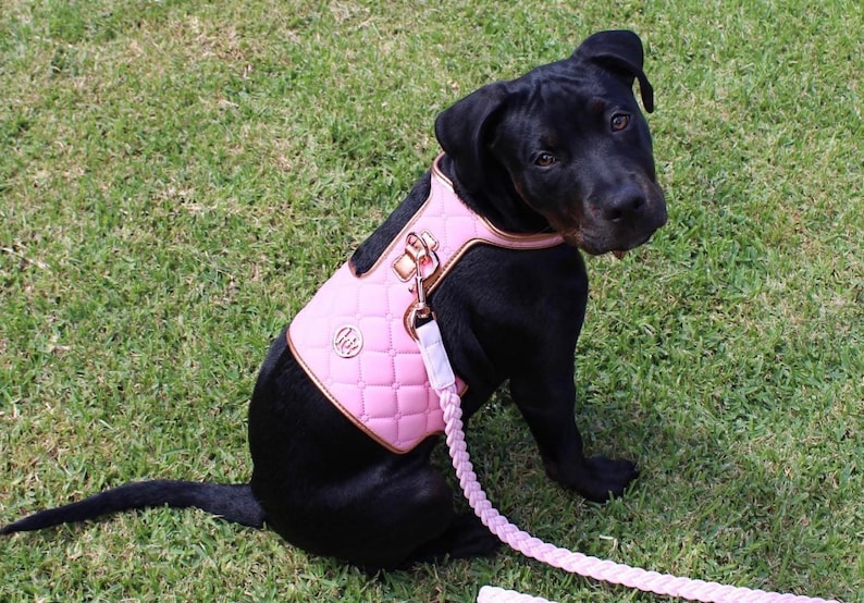 May include: A black dog wearing a pink quilted harness and matching leash. The harness has gold-colored hardware and a small circular emblem. The dog is sitting on green grass.