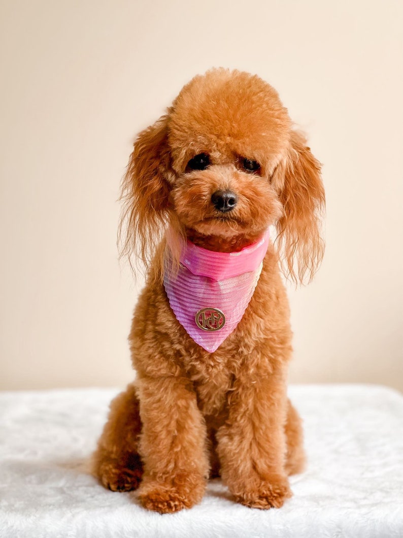 Dog Bandana Birds of Paradise image 1