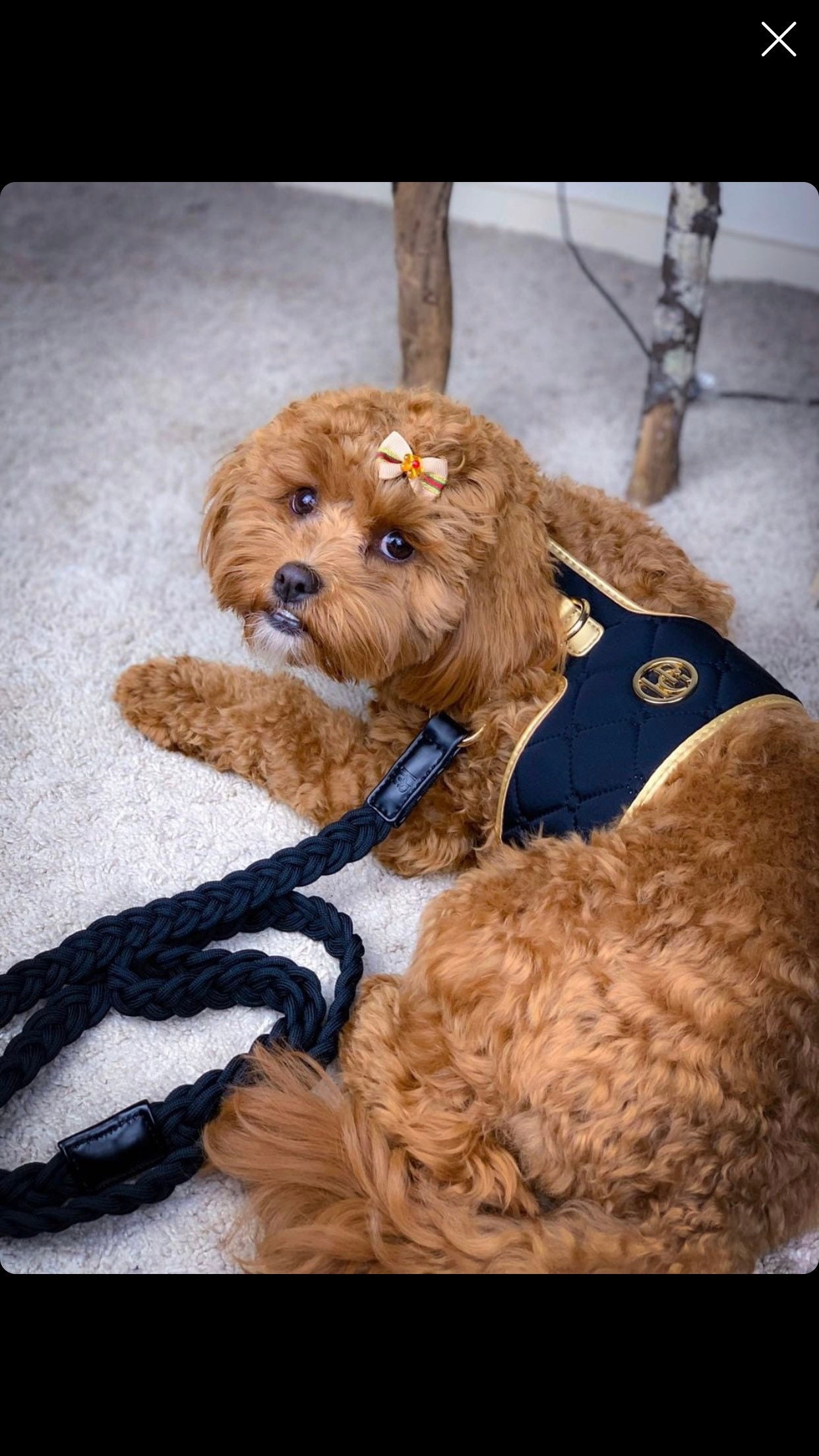 ミッドナイト - 犬/猫用モノグラム入りハーネスのみ - ブラック＆シャンパン PUレザー ネオプレン ペットハーネス - Etsy 日本, image size:1242x2208