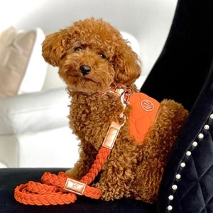 Cinnamon - Dog/Cat Harness