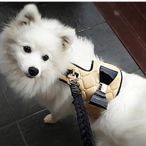 FF dog harness set, LV dog harness leash,Gucci small dog no pull harness,2022  best, Dogdesignershop