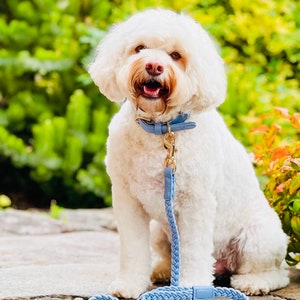 A white dog with a blue collar and lead sits outdoors. The dog wears a light blue leather collar with gold-coloured hardware. The matching lead is braided. The dog is on a stone surface with green foliage in the background.