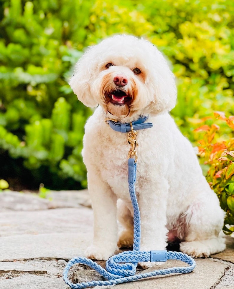 A white dog with a blue collar and lead sits outdoors. The dog wears a light blue leather collar with gold-coloured hardware. The matching lead is braided. The dog is on a stone surface with green foliage in the background.