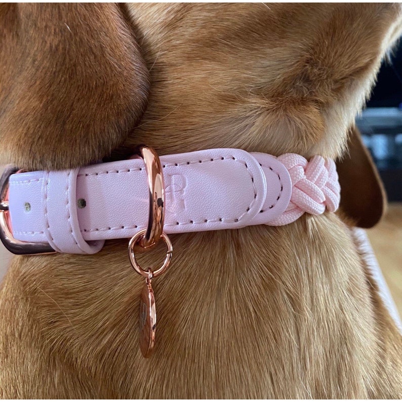 5+ Trendy Pink Dog Collars For Australian Dogs