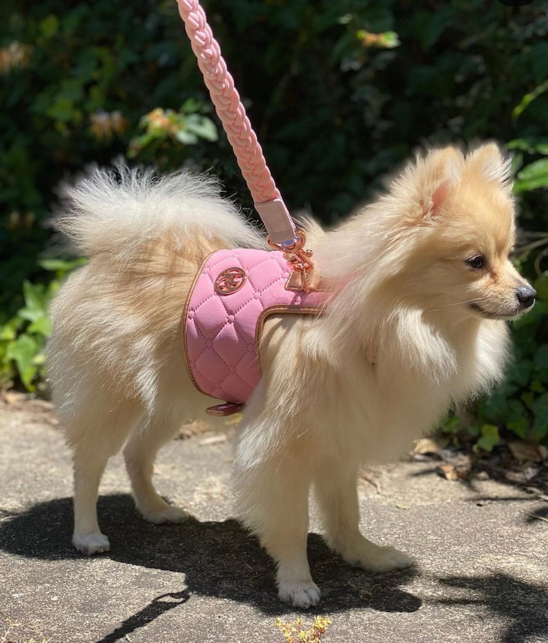 May include: A small, fluffy, light-colored dog wearing a pink quilted harness and matching braided leash. The harness has gold-colored hardware and a decorative emblem. The dog is standing on a concrete surface in front of green foliage.