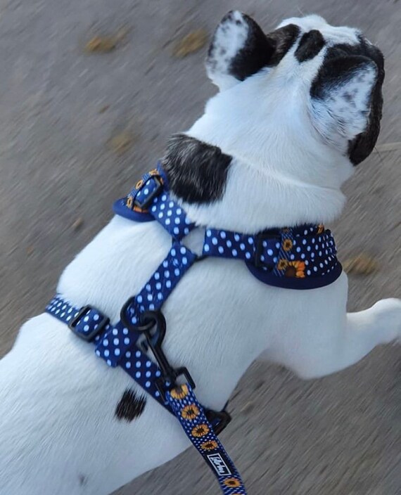 sunflower dog harness