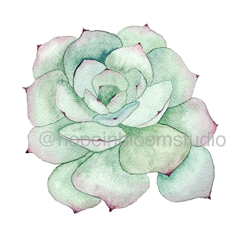 Download Succulent Watercolor Print Painting Art Collectibles Lifepharmafze Com